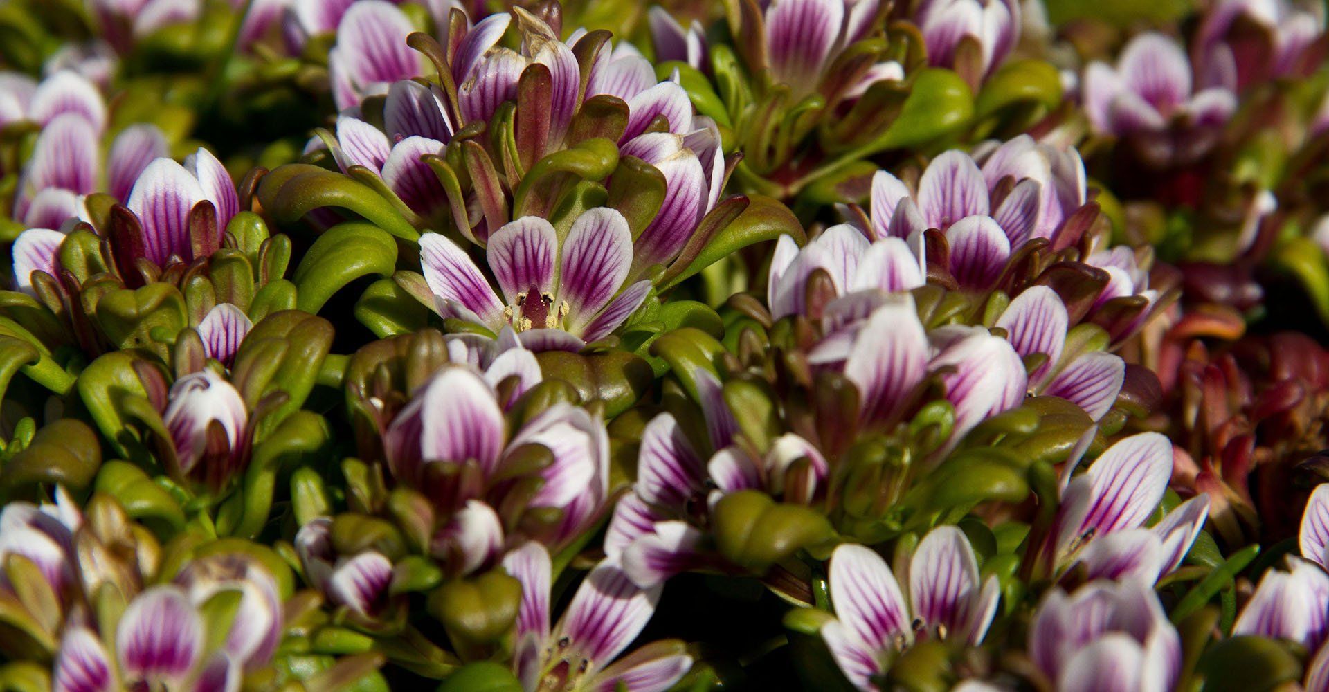 Southern Odyssey 2021 Flowers